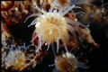 Caryophyllia (Caryophyllia) inornata